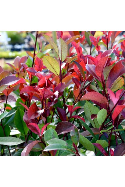 Фотинія ’Red Robin’ колір листя